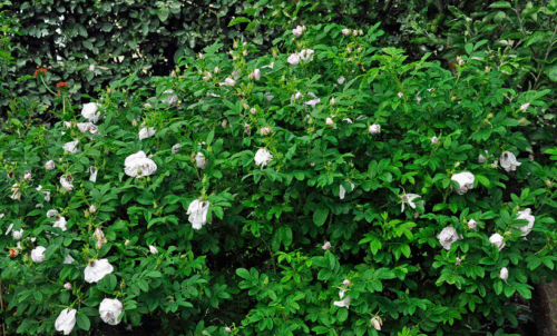 Rosa rugosa 'Schneekoppe' - Obrázek 2