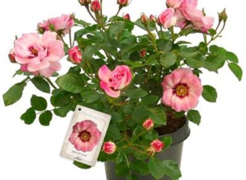 Rosa persica 'Bright Eyes'-stromková - Obrázek 4