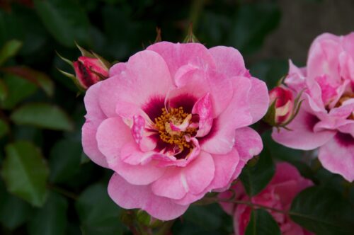 Rosa persica 'Bright Eyes'-stromková - Obrázek 3