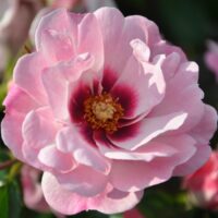 Rosa persica 'Bright Eyes'-stromková