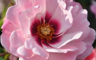 Rosa persica 'Bright Eyes'-stromková