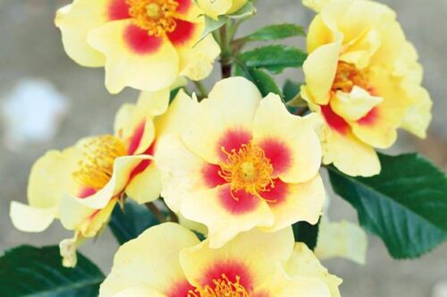 Rosa persica 'EYE OF THE TIGER'® - Obrázek 6