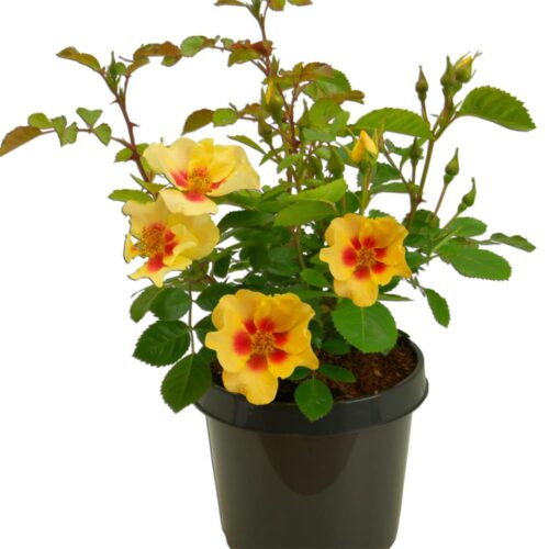 Rosa persica 'EYE OF THE TIGER'® - Obrázek 5
