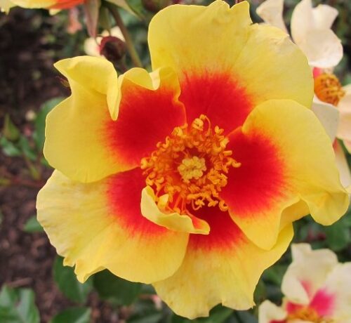 Rosa persica 'Eye of the Tiger'-stromková - Obrázek 3