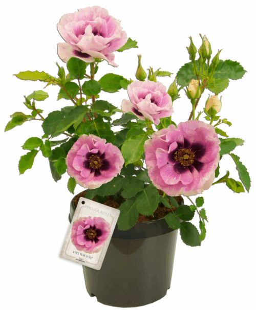 Rosa persica 'EYES FOR YOU'® - Image 3