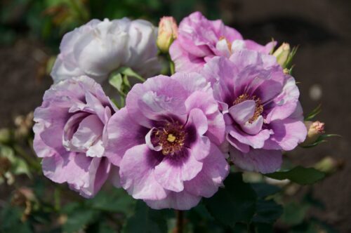 Rosa persica 'EYES FOR YOU'® - Image 2