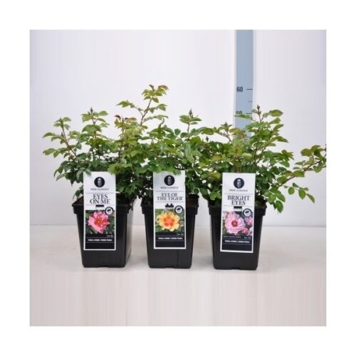 Rosa persica 'EYES FOR YOU'® - Image 6