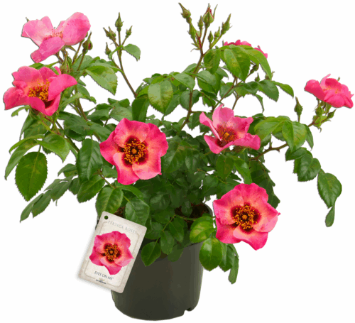Rosa persica 'EYES ON ME'® - Obrázek 3