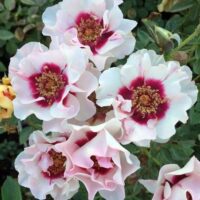 Rosa persica 'Eyes for you' - stromková