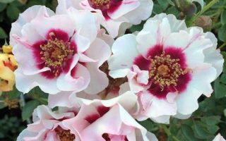 Rosa persica 'Eyes for you' - stromková