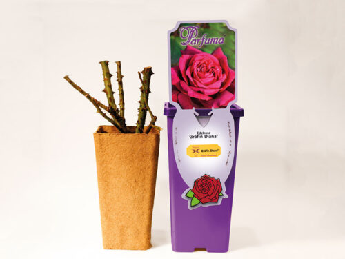 ROSA KORDES 'Großherzogin Luise'®-stromková - Image 6