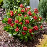 Skimmia japonica 'Temptation' - Obrázek 2