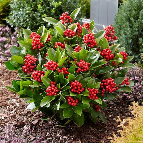 Skimmia japonica 'Temptation' - Obrázek 2