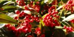 Skimmia japonica 'Temptation' - Obrázek 5