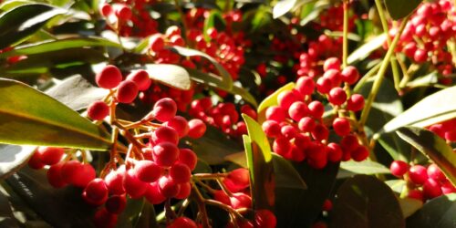 Skimmia japonica 'Temptation' - Obrázek 5