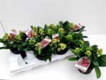 Skimmia japonica 'Temptation' - Obrázek 4