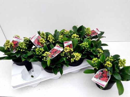 Skimmia japonica 'Temptation' - Obrázek 4