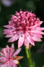 Astrantia major ´Rosensinfonie´ P 11 - Obrázek 3