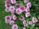 Astrantia major ´Rosensinfonie´ P 11 - Obrázek 2
