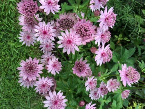 Astrantia major ´Rosensinfonie´ P 11 - Obrázek 2