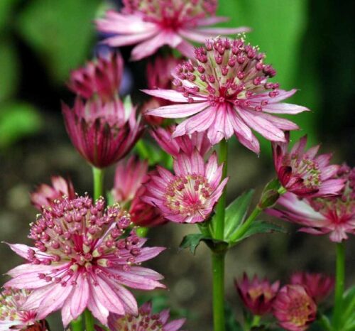 Astrantia major ´Rosensinfonie´ P 11 - Obrázek 1