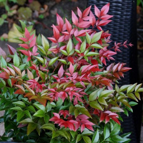 Nandina domestica 'Obsessed' - Obrázek 2