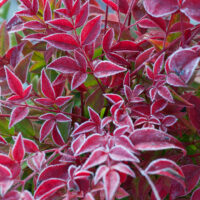 Nandina domestica 'Obsessed'