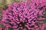 Erica carnea Vřesovec, WINTERSONNE, P 11–PURPUROVÁ - Obrázek 2