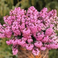 Erica carnea Vřesovec, ROSALIE, P 11 – SYTĚ RŮŽOVÁ