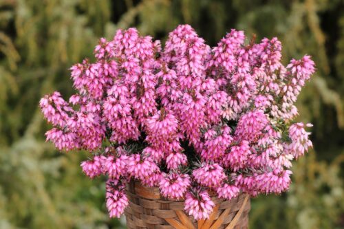 Erica carnea Vřesovec, ROSALIE, P 11 – SYTĚ RŮŽOVÁ - Obrázek 1