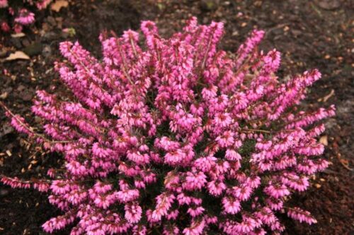 Erica carnea Vřesovec, ROSALIE, P 11 – SYTĚ RŮŽOVÁ - Obrázek 2