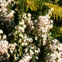 Erica carnea vřesovec, Isabell, P 11 – BÍLÁ
