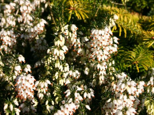 Erica carnea vřesovec, Isabell, P 11 – BÍLÁ - Obrázek 1