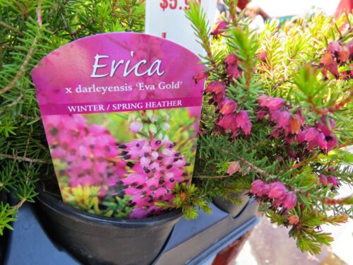 Erica carnea vřesovec, Eva Gold P 11 – RŮŽOVÁ - Obrázek 4