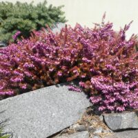 Erica carnea vřesovec, Eva Gold P 11 – RŮŽOVÁ