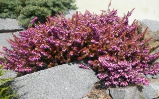 Erica carnea vřesovec, Eva Gold P 11 – RŮŽOVÁ