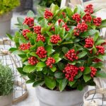 Skimmia japonica 'Temptation' - Obrázek 3
