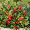 Skimmia japonica 'Temptation' - C5L
