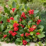 Skimmia japonica 'Temptation'