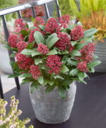 Skimmia japonica 'Rubella' - Obrázek 3