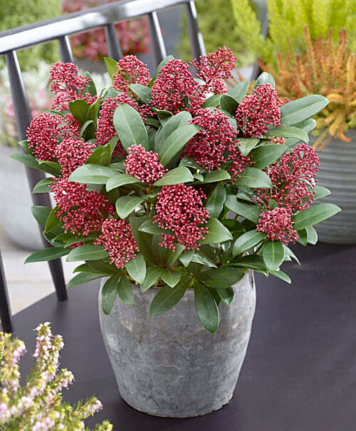 Skimmia japonica 'Rubella' - Obrázek 3