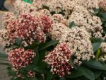 Skimmia japonica 'Rubella' - Obrázek 4