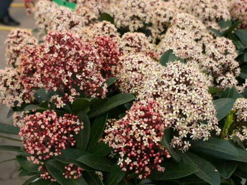 Skimmia japonica 'Rubella' - Obrázek 4