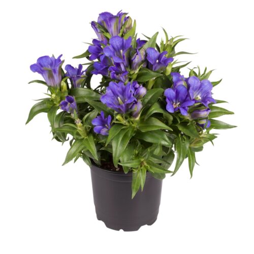 Gentiana scabra 'Luis' - Obrázek 3