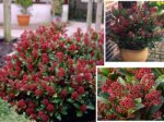 Skimmia japonica 'Rubella'