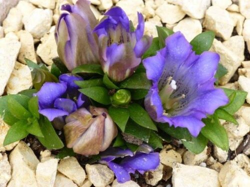 Gentiana scabra 'Luis' - Obrázek 2