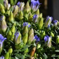 Gentiana scabra 'Luis'