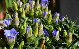 Gentiana scabra 'Luis'
