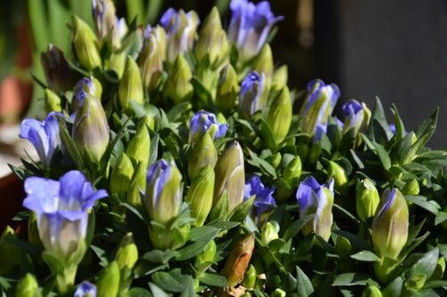 Gentiana scabra 'Luis' - Obrázek 1