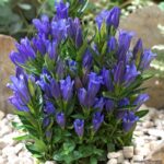Gentiana scabra 'Blue Heart' - Image 2